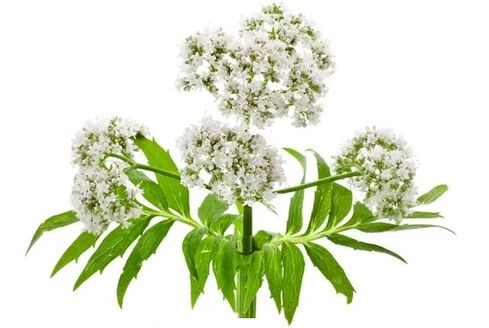 Cardiol sadrži Valerian officinalis